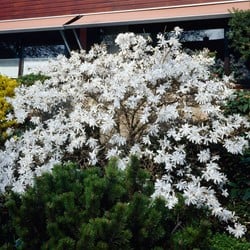 Stern-Magnolia - Magnolia Stellata