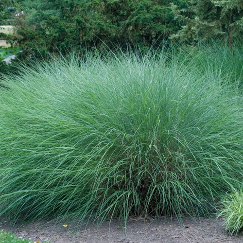 Feinhalm Chinaschilf Gracillimus - Miscanthus sinensis