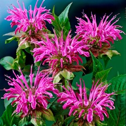 Bergamotte Prärienacht - Monarda (Dreierpack)