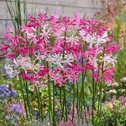 Nerine Mischung Weiß & Rosa