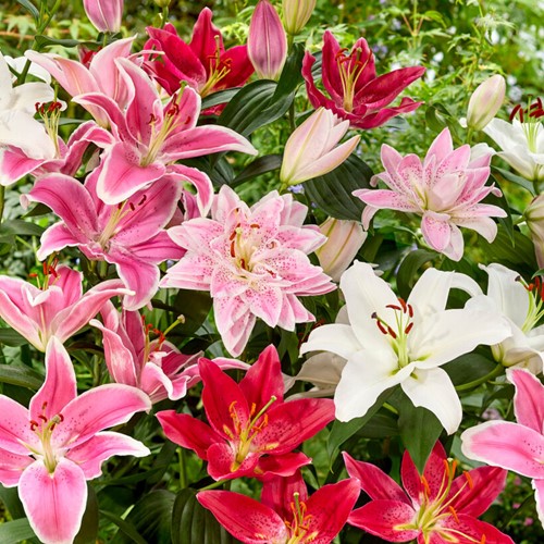 Oriental Lilien Mischung (Großpackung)