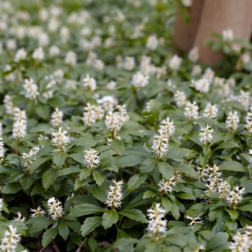 Dickmännchen Green Carpet - Pachysandra Terminalis