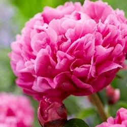 Pfingstrosen Rot/Rosa - Kansas