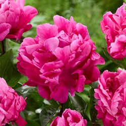 Pfingstrose Sarah Bernhardt Rosa - Paeonia
