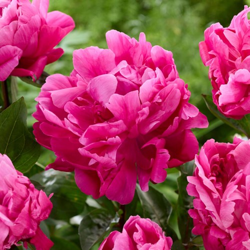 Pfingstrose Sarah Bernhardt Rosa - Paeonia