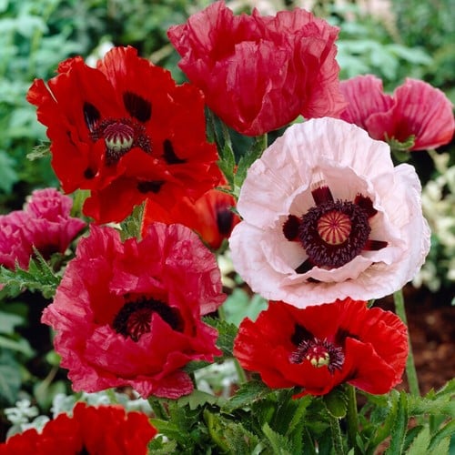 Papaver orientalis Mix - Garten-Mohn