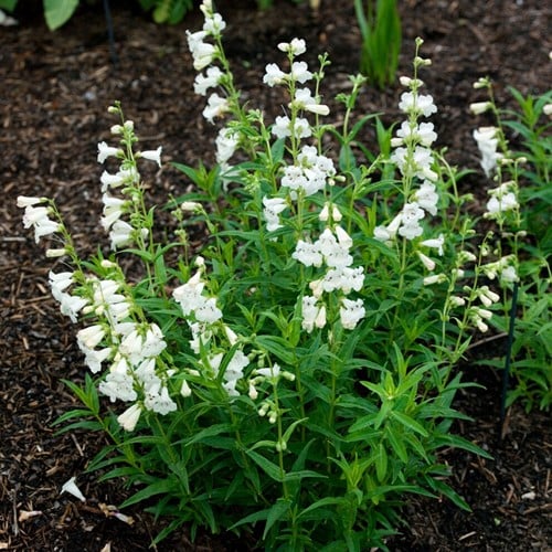 Penstemon White Bedder – Bartfaden
