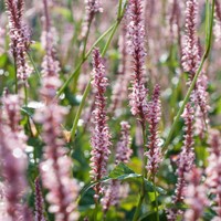 Persicaria amplexicaulis Rosea - Knöterich