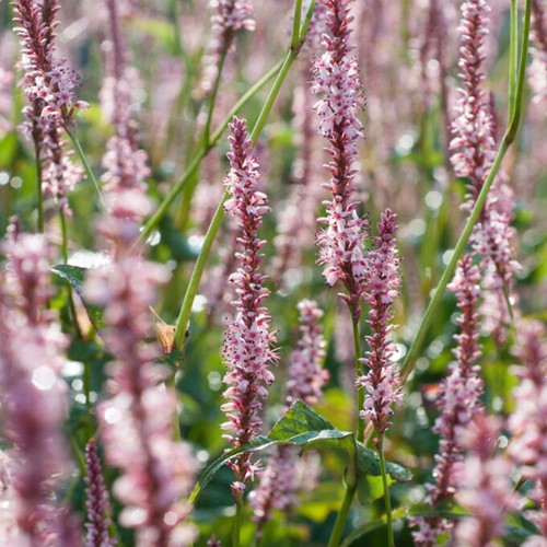 Persicaria Amplexicaulis Rosea - Knöterich (Sechserpack)
