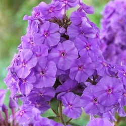 Phlox paniculata Amethyst - Flammenblumen
