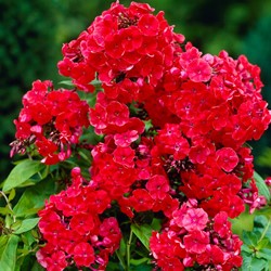 Phlox paniculata Orange Perfection - Flammenblumen (Dreierpack)