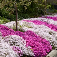 Phlox subulata mix Kruipende Vlambloem (Driepack)