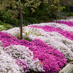 Phlox subulata mix Polster-Phlox mischung (Dreierpack)