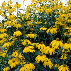 Zonnehoed Herbstsonne - Rudbeckia nitida