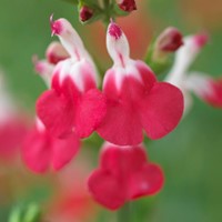 Steppen-Salbei Hot Lips - Salvia microphylla