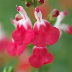 Bossalie Hot Lips - Salvia microphylla