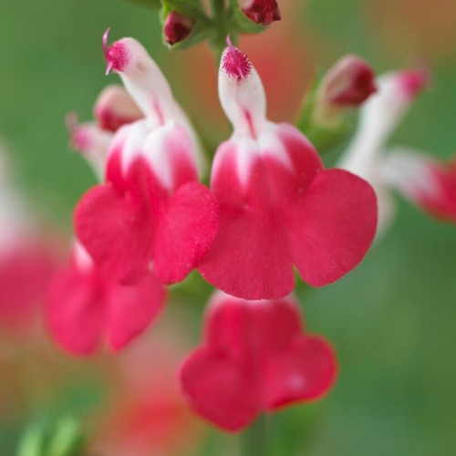 Steppen-Salbei Hot Lips - Salvia microphylla (Sechserpack)