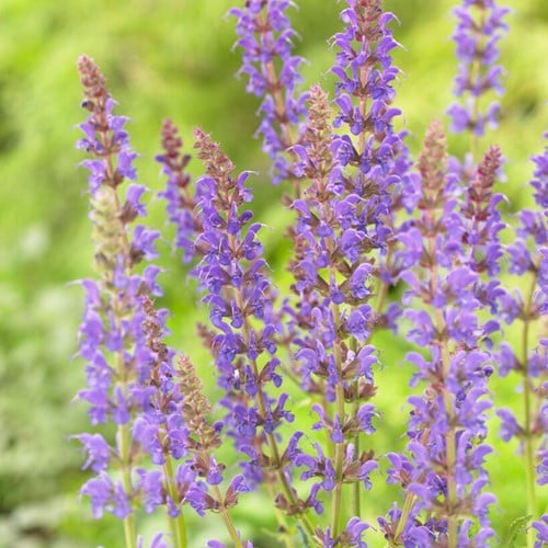 Steppen-Salbei Mainacht - Salvia Nemorosa (Sechserpack)
