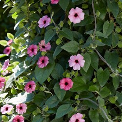 Suzanne-met-de-mooie-ogen Roze – Thunbergia alata