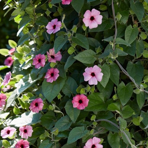 Schwarzaügige Susanne Rosa – Thunbergia alata