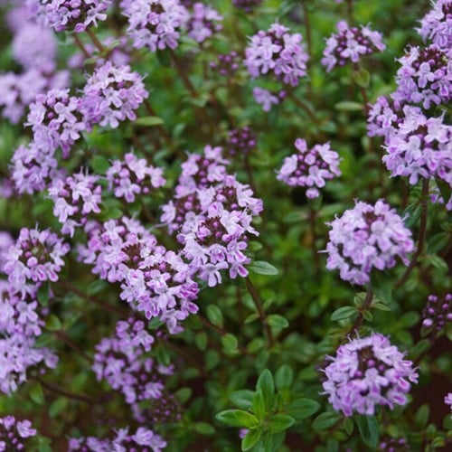 Thymian Doone Valley - Thymus serpyllum praecox