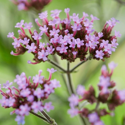 Eisenkraut Lollipop - Verbena (Sechserpack)
