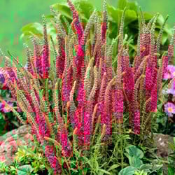 Ehrenpreis Rotfuchs - Veronica spicata