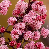 Viburnum Bodnantense Dawn - Winterschneeball 