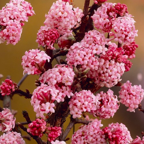 Viburnum Bodnantense Dawn - Winterschneeball 