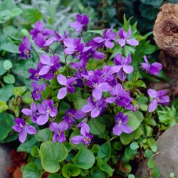 Viola odorata Königin Charlotte - Duftveilchen