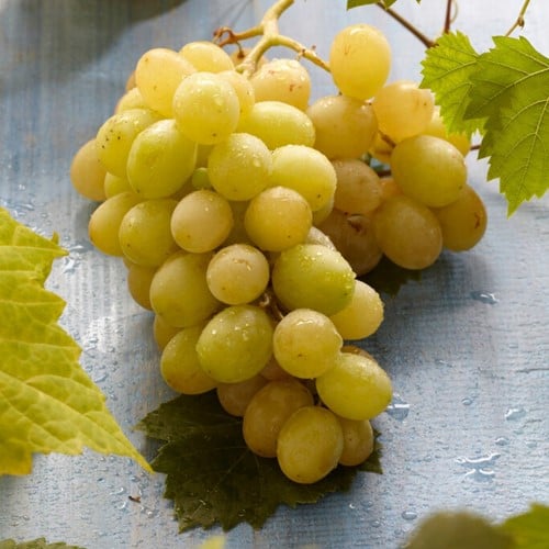 Weinrebe Bianca - Vitis Vinifera