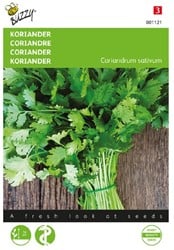 Koriander grosskörnig – Coriandrum sativum