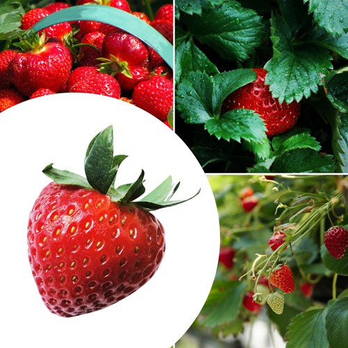 20x Erdbeerpflanzen Korona – Fragaria