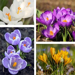 Krokusse Botanisch Mischung
