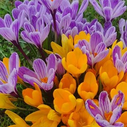 Crocus Fantasy Mix - Krokusse Großblütig