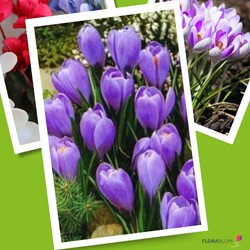 Krokusse Grand Maitre