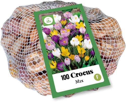 Krokusse Großblütig Mischung - Crocus (XL-Packung)