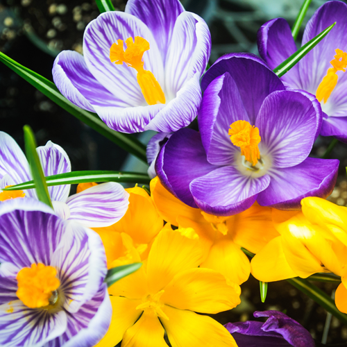 Krokusse Großblütig Mischung - Crocus