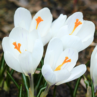 Krokusse Jeanne d'Arc - Crocus Joan of Arc (Großpackung)