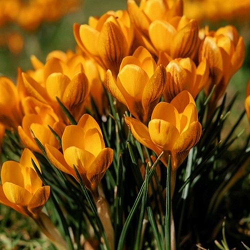 Krokusse Orange Monarch - Crocus