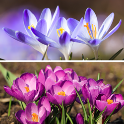 Krokusse Tommasinianus Blue Pearl & Roseus