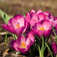 Krokusse Tommasinianus Roseus - Crocus