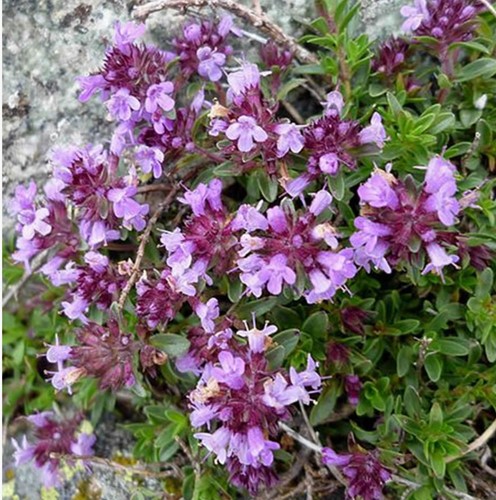 Thymus praecox Purple Beauty - Thymian