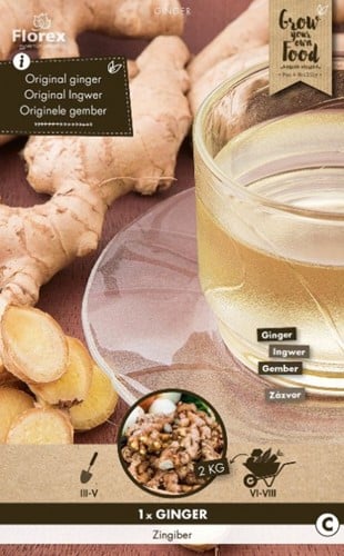 Ingwerwurzel - Zingiber officinalis