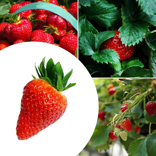 20x Erdbeerpflanzen Lambada – Fragaria
