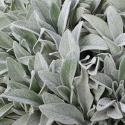 Ezelsoor Byzantina - Stachys Byzantina