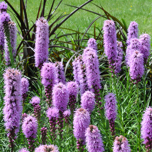 Liatris Spicata Blue - Prachtscharte
