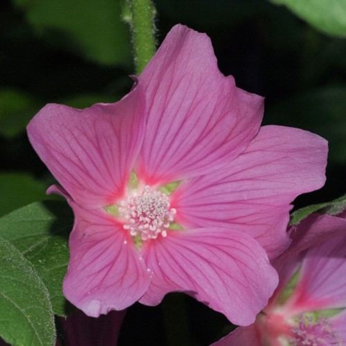 Lavatera Olbia Rosea - Buschmalve