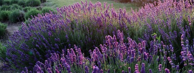 Lavendel schneiden