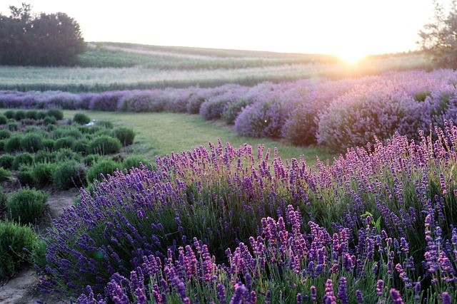 Lavendel schneiden